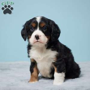 Tanner, Miniature Bernese Mountain Dog Puppy